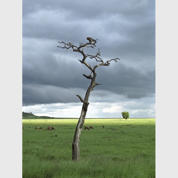 Bird and tree - Kenya, 2006